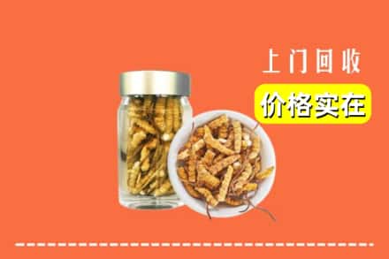 收购资讯:永吉县回收散虫草